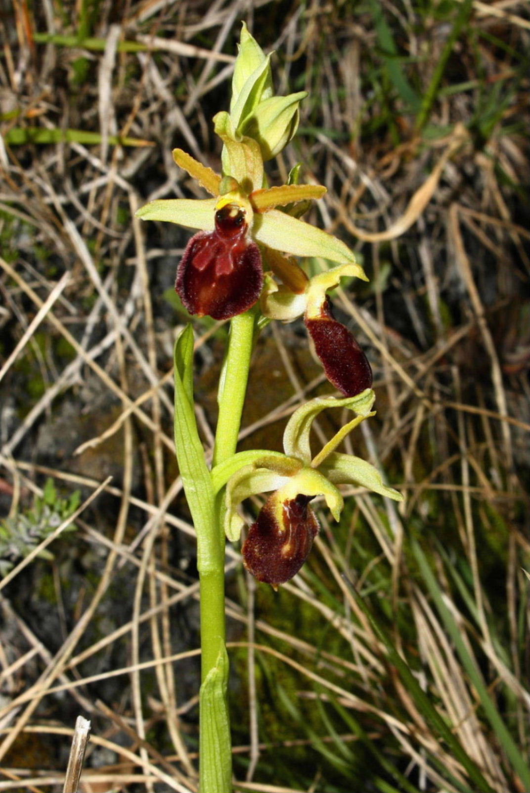 Ophrys da determinare